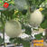 台湾玉菇玉姑甜瓜种子正圆形白皮透绿春秋温室大棚用种