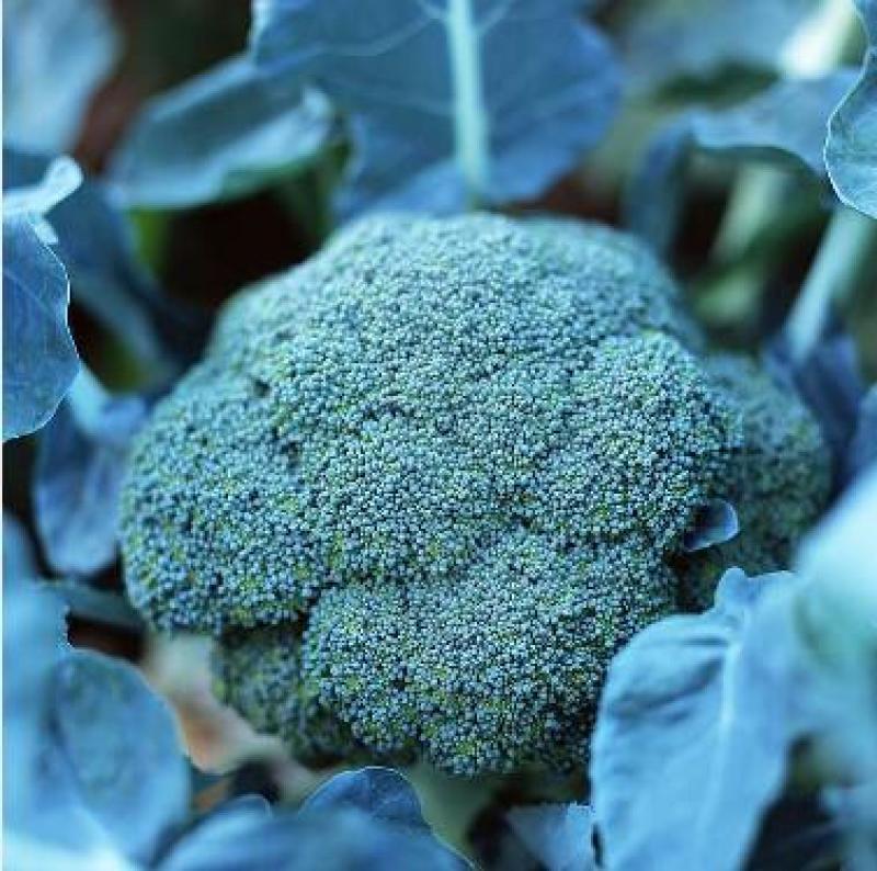 西兰花种苗越夏耐热西兰花苗炎秀西兰花种苗批发