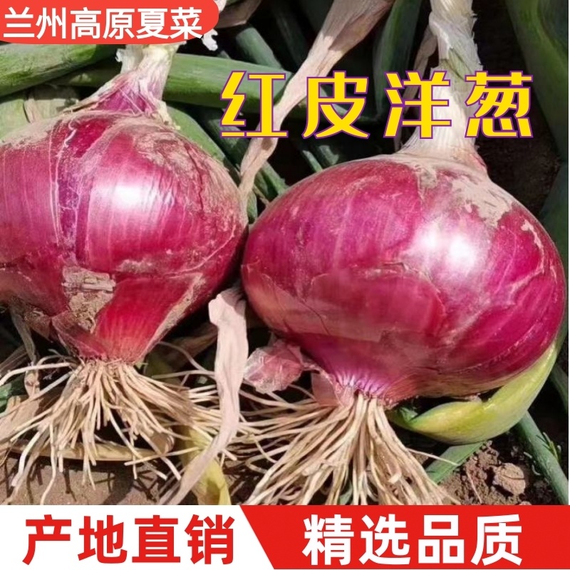 高原夏菜精品洋葱红皮洋葱量大价优产地直销