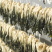 广东白菜干自产自销干净无沙农家自产煲汤料/汤料好物