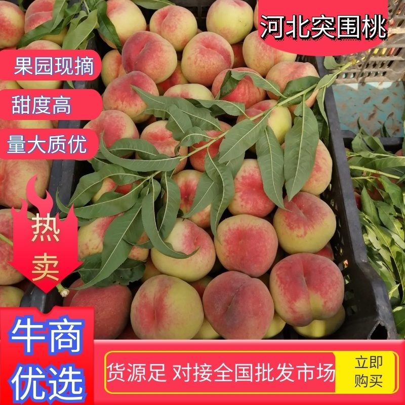 毛桃河北突围桃甜度高果园现摘货源足诚信经营货发全国