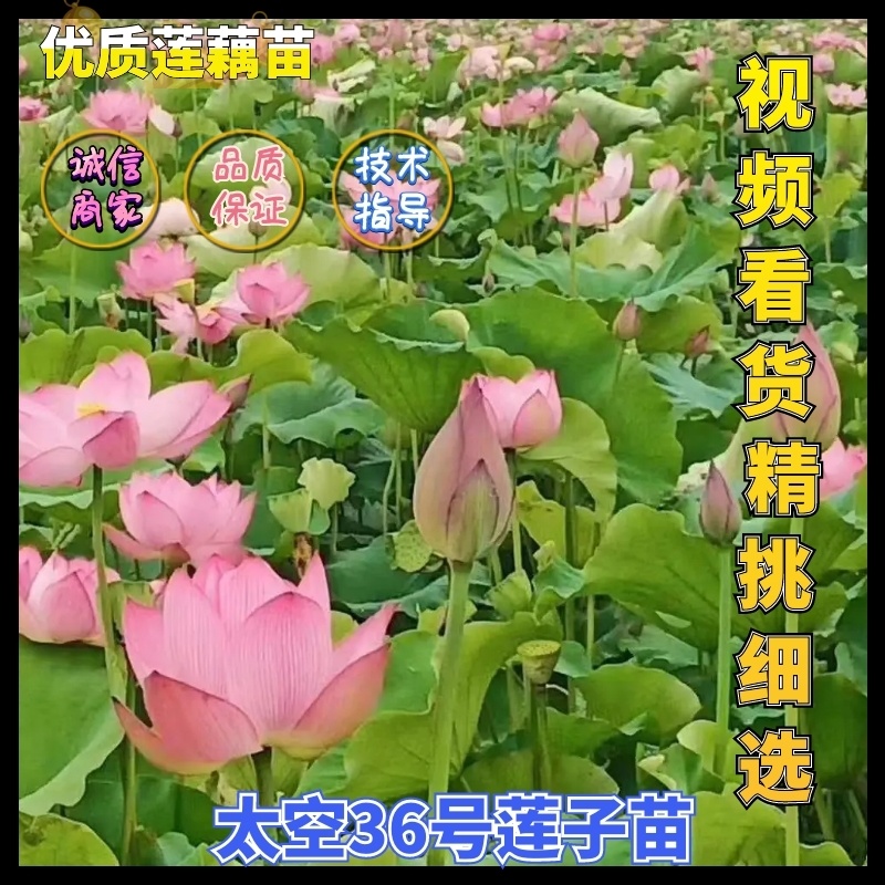 【莲藕苗】江西莲藕培植太空36号莲子苗品质保证技术指导