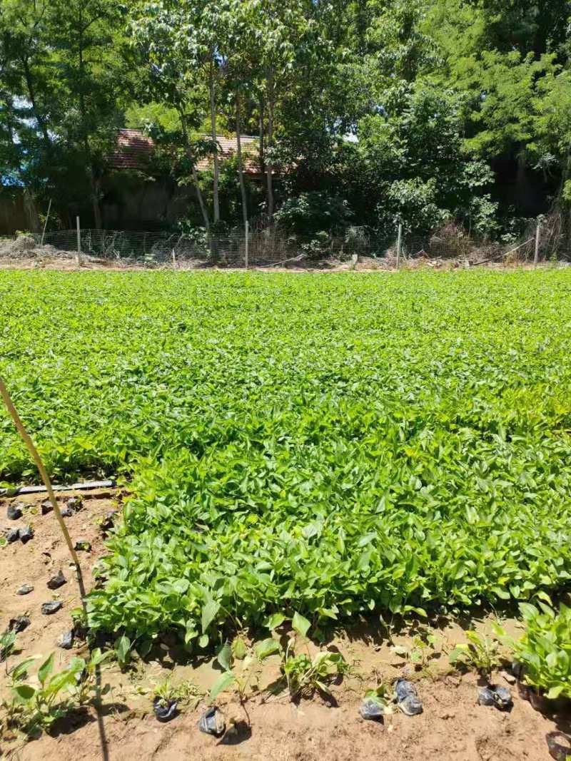 松果菊一手货源基地直供欢迎选购