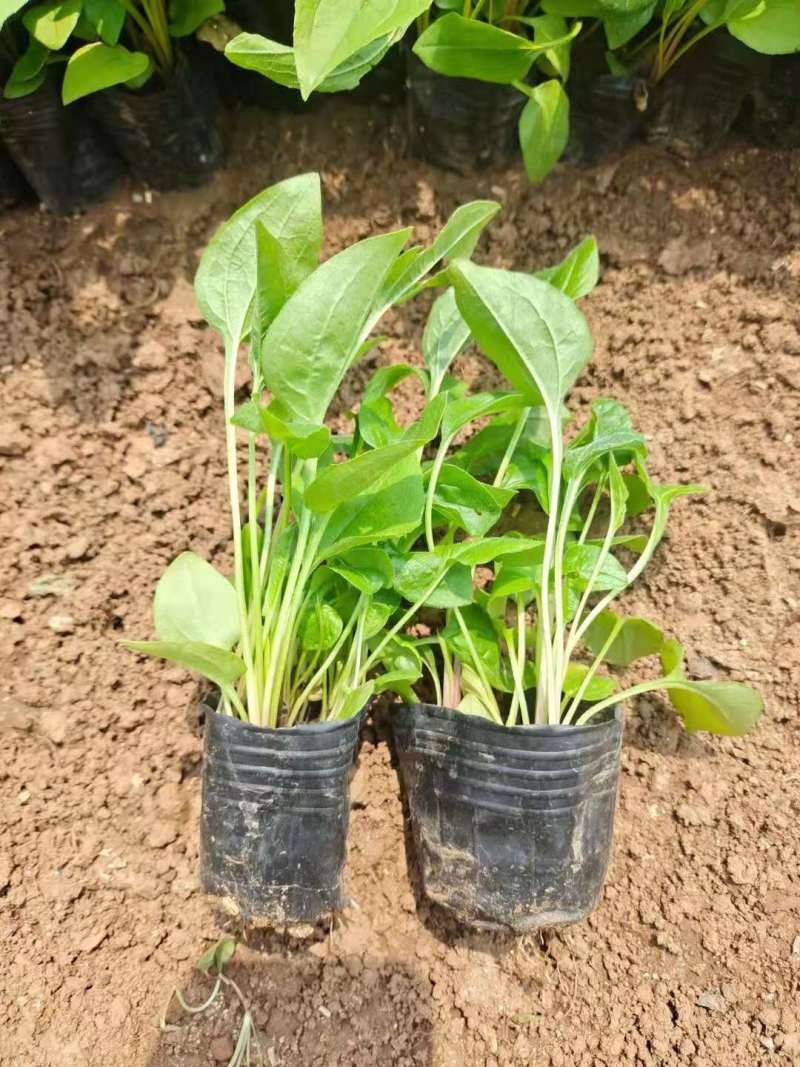 松果菊一手货源基地直供欢迎选购