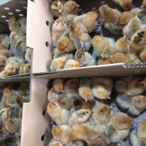 重庆乌皮红羽土鸡苗供应南川乌皮鸡苗，黑乌鸡苗供应