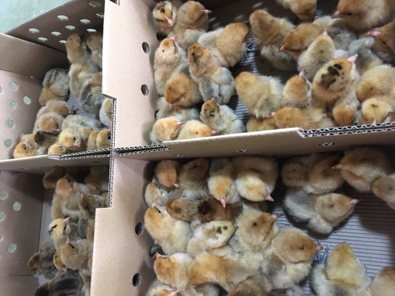重庆乌皮红羽土鸡苗供应南川乌皮鸡苗，黑乌鸡苗供应
