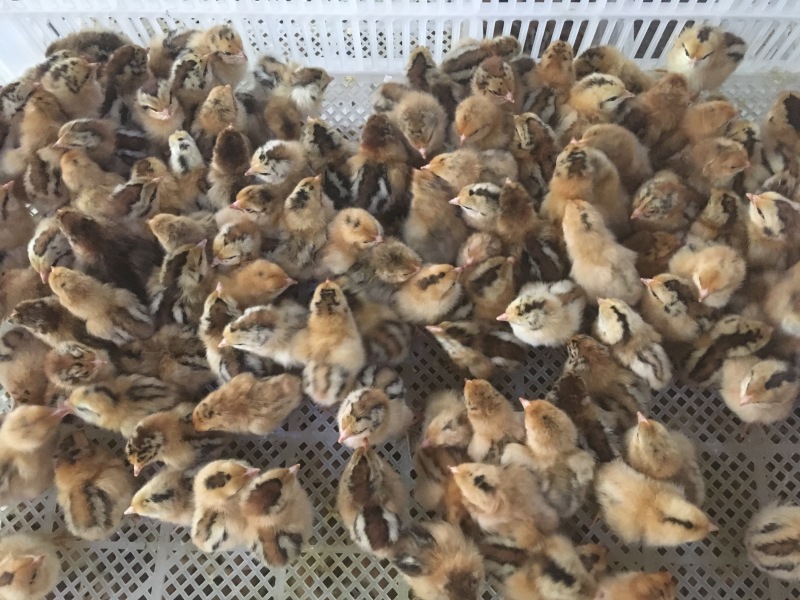 重庆乌皮红羽土鸡苗供应南川乌皮鸡苗，黑乌鸡苗供应