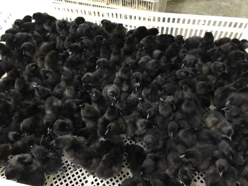 重庆乌皮红羽土鸡苗供应南川乌皮鸡苗，黑乌鸡苗供应