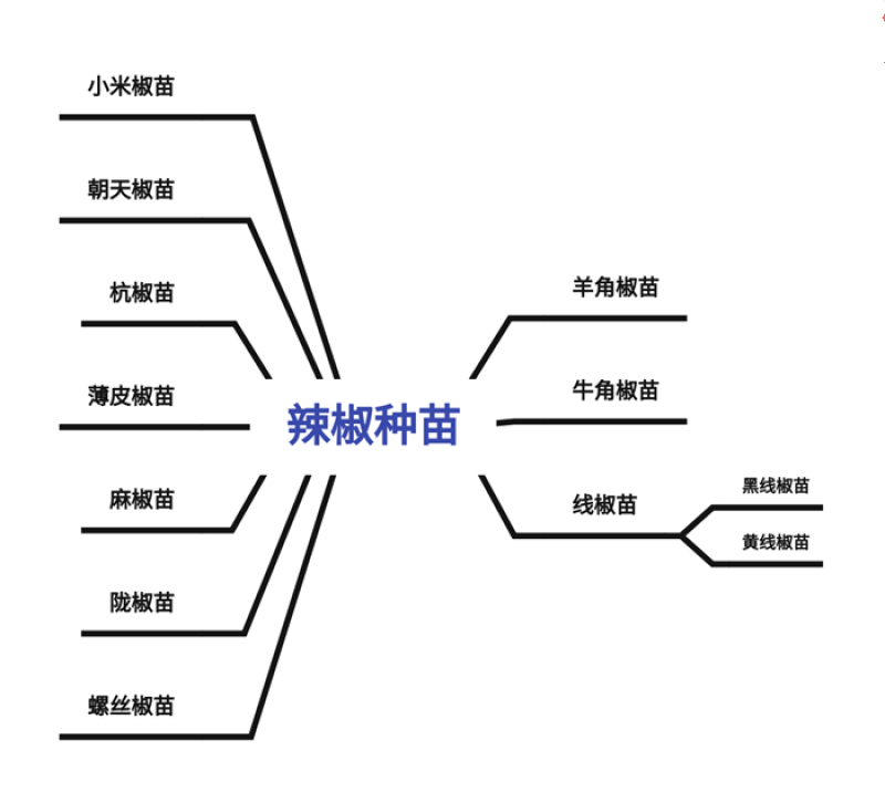 薄皮椒苗薄皮圆椒苗薄皮泡椒苗皱皮辣椒苗长灯笼椒苗