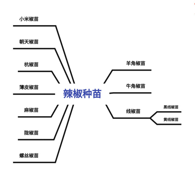 麻椒苗麻辣椒苗薄皮麻椒苗邹皮椒苗麻椒种苗