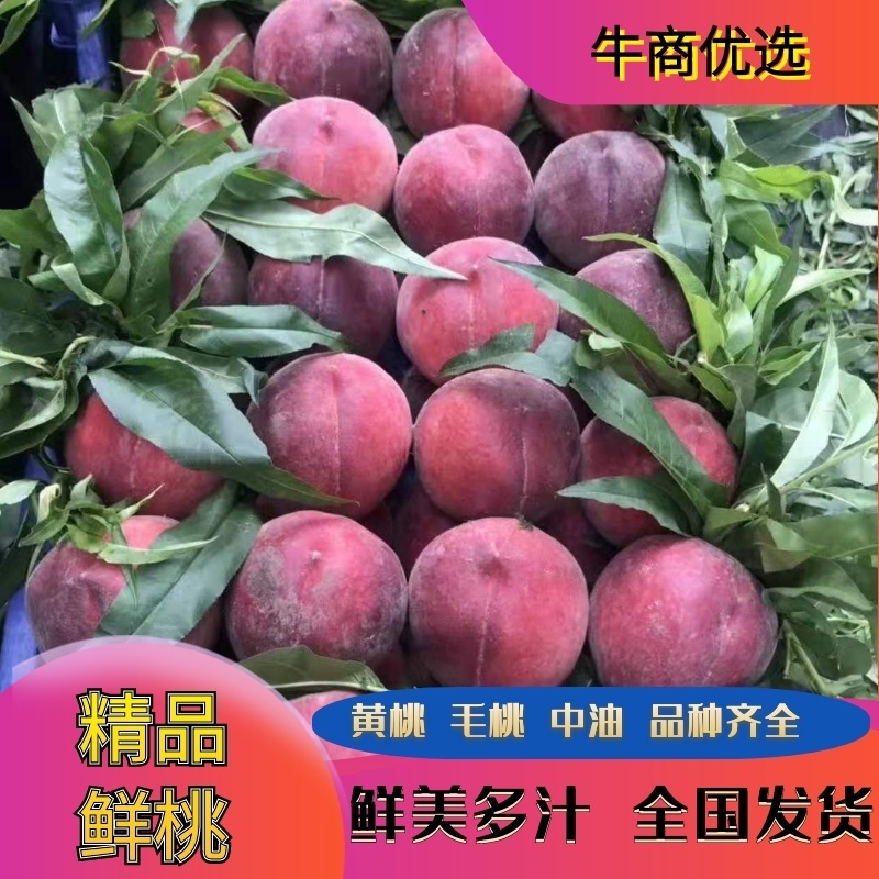 [正宗油桃]黄桃，毛桃，中油.品种齐全，欢迎新老客户选购