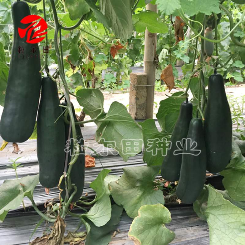 黑龙羊角脆羊角蜜种子400粒装包邮