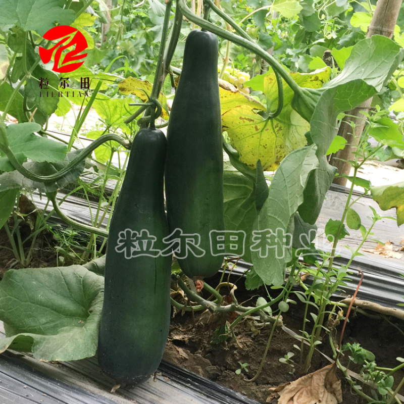 黑龙羊角脆羊角蜜种子400粒装包邮