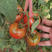 草莓番茄苗口感番茄苗水果西红柿苗带绿肩草莓西红柿苗