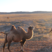 【骆驼】牧区放养骆驼【对驼、肉驼、二岁子骆驼】品种齐全
