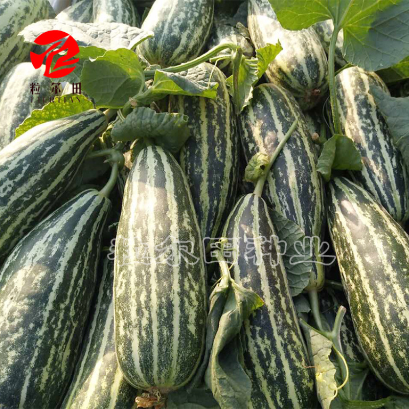 粒尔田花金刚甜瓜种子花皮脆肉甜瓜种籽春秋温室大棚用种