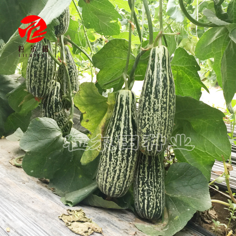 粒尔田花金刚甜瓜种子花皮脆肉甜瓜种籽春秋温室大棚用种
