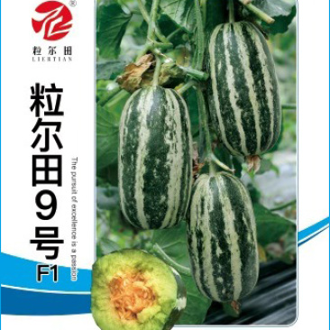 粒尔田9号博洋甜瓜种子薄皮绿肉高品质酥脆爽甜香瓜种子
