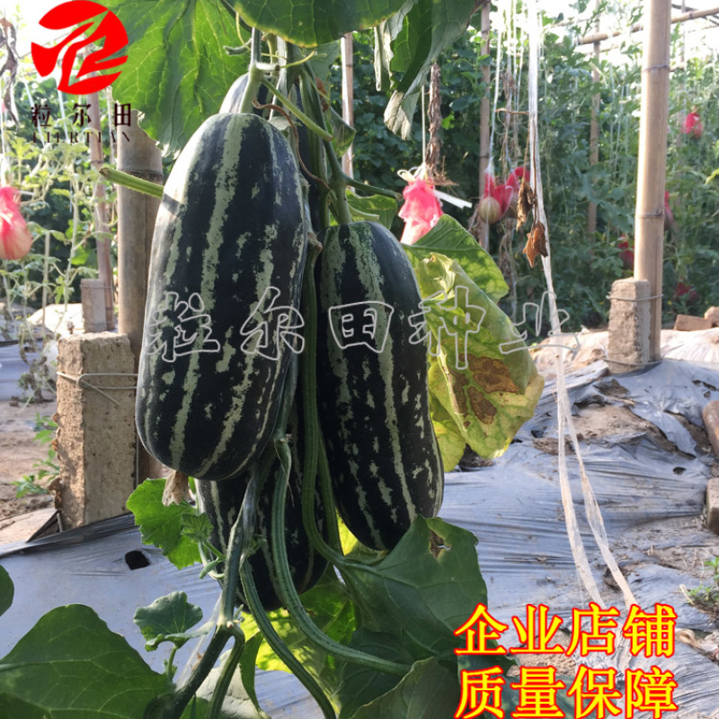 粒尔田9号博洋甜瓜种子薄皮绿肉高品质酥脆爽甜香瓜种子