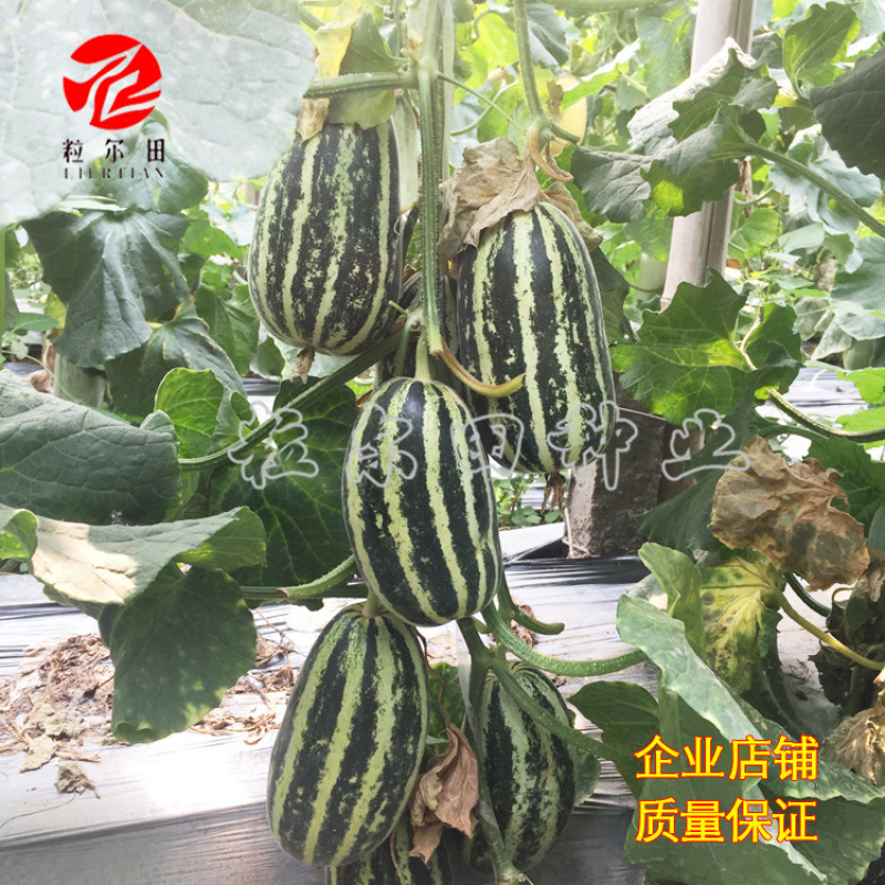 粒尔田9号博洋甜瓜种子薄皮绿肉高品质酥脆爽甜香瓜种子