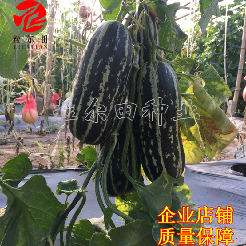 粒尔田9号博洋甜瓜种子薄皮绿肉高品质酥脆爽甜香瓜种子