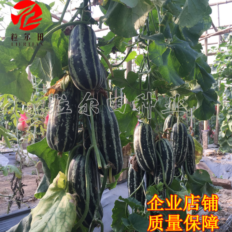 粒尔田9号博洋甜瓜种子薄皮绿肉高品质酥脆爽甜香瓜种子