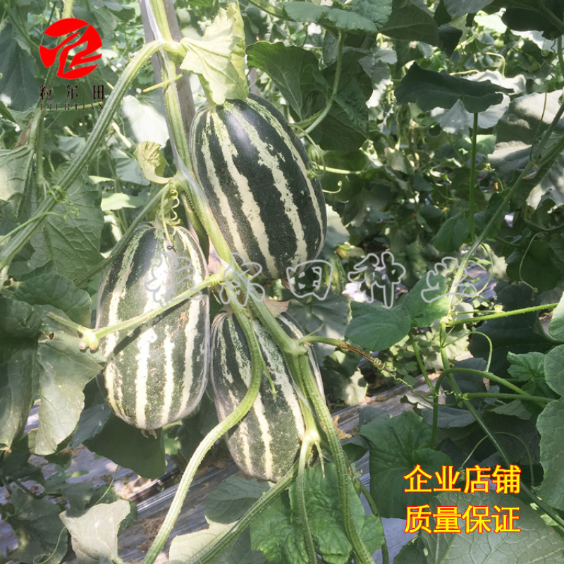 粒尔田9号博洋甜瓜种子薄皮绿肉高品质酥脆爽甜香瓜种子