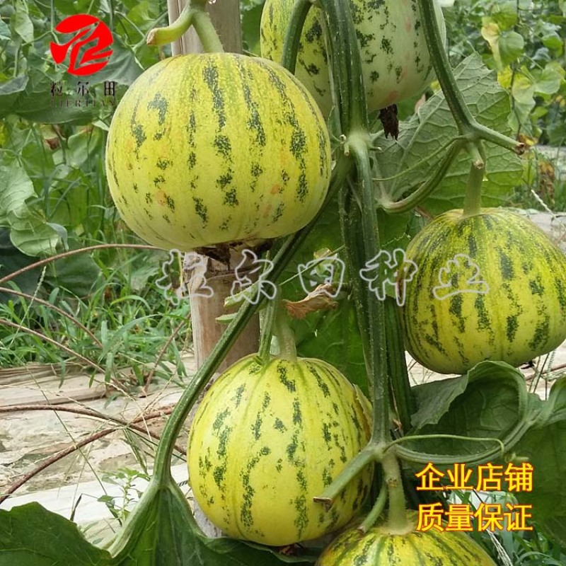 粒尔田花蕾一号甜瓜种子水果种子花皮脆肉香瓜甜瓜种子