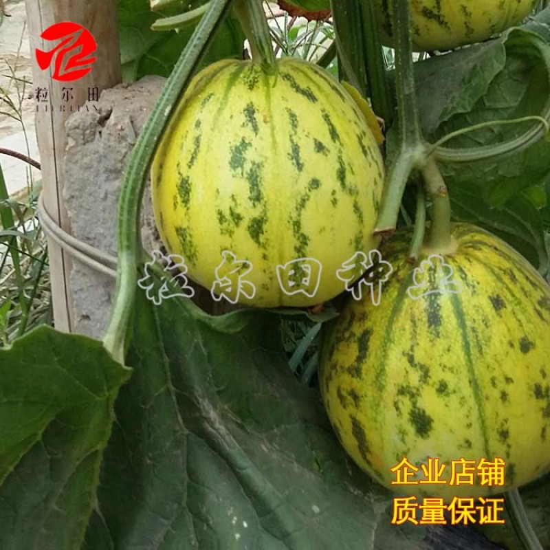 粒尔田花蕾一号甜瓜种子水果种子花皮脆肉香瓜甜瓜种子