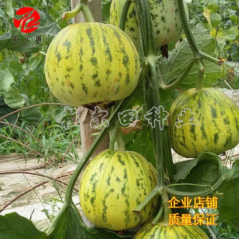 粒尔田花蕾一号甜瓜种子水果种子花皮脆肉香瓜甜瓜种子