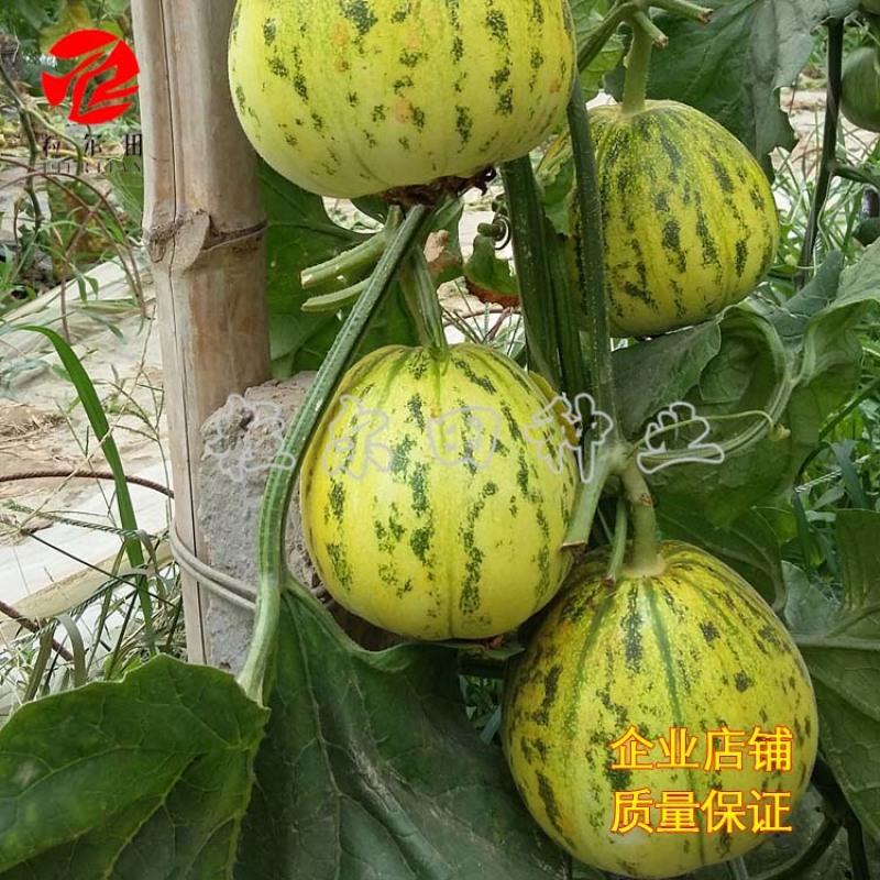 粒尔田花蕾一号甜瓜种子水果种子花皮脆肉香瓜甜瓜种子