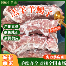 羔羊羊蝎子，肉多量足，全国无死角发货，常年供应，手续齐全