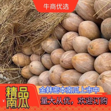 产地直供密本南瓜口感好又面又甜：体型长条型颜色金黄色