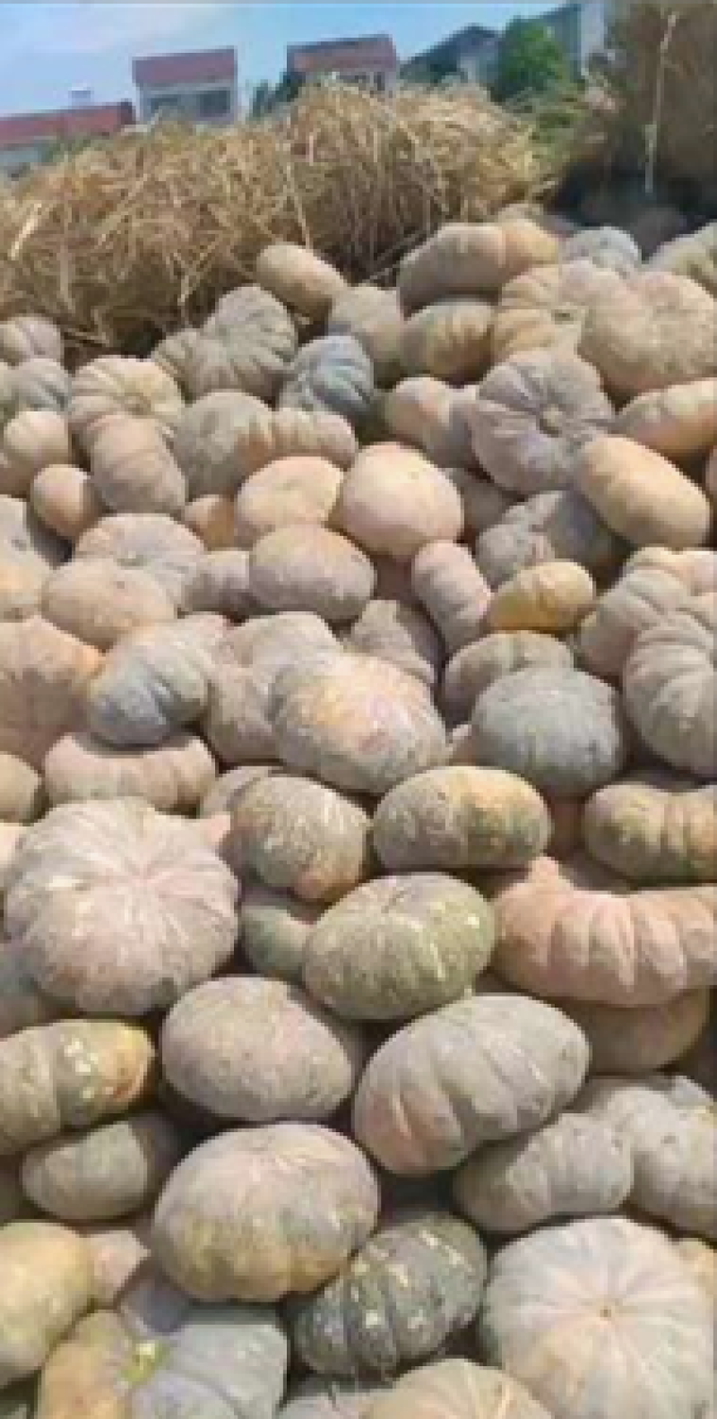 产地直供盘龙202，204板栗南瓜质量佳口感好，又面又甜