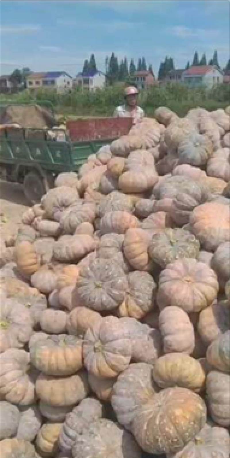 产地直供盘龙202，204板栗南瓜质量佳口感好，又面又甜