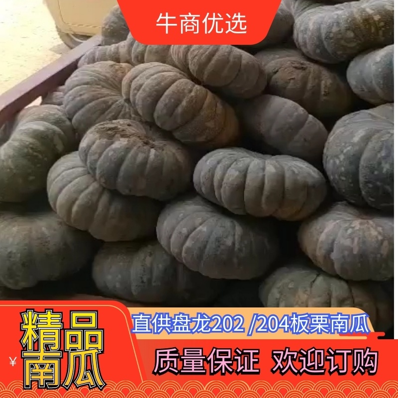 产地直供盘龙202，204板栗南瓜质量佳口感好，又面又甜