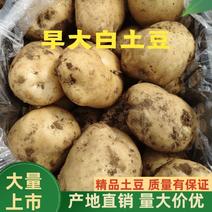 土豆早大白土豆新鲜一手货源现挖现发大量上市