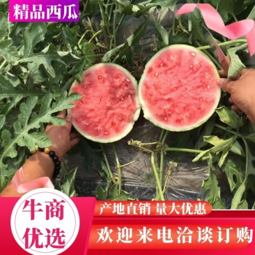 【推荐】安徽太和美都大棚麒麟西瓜无籽瓜瓤口多汁口感纯正