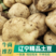 【土豆】辽宁荷兰十五，大量上市规格齐全产地直发全国发货