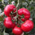耐热大粉西红柿苗240-300g西红柿苗越夏西红柿苗