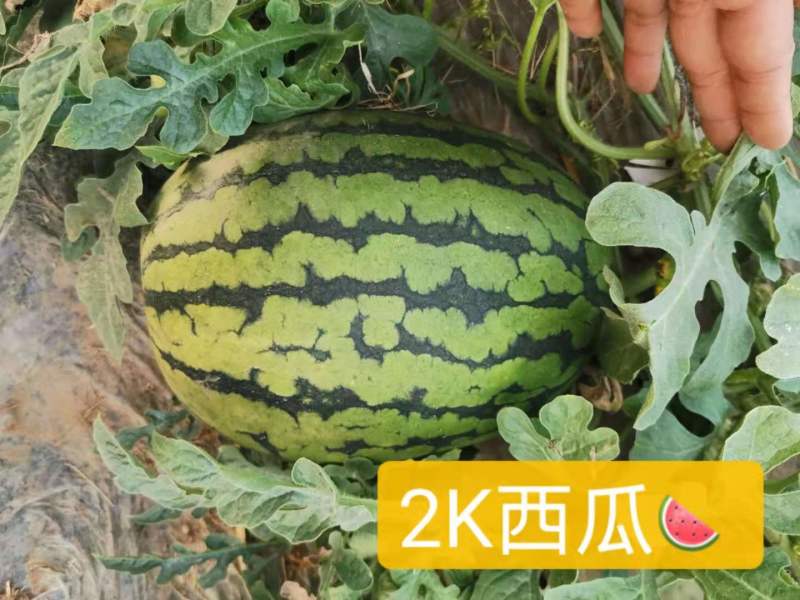 山东潍坊2k西瓜基地一手货源量大欢迎各位老板来合作