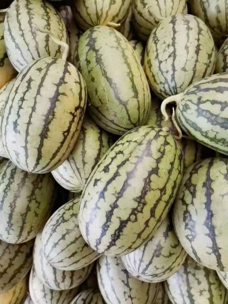 山东潍坊2k西瓜基地一手货源量大欢迎各位老板来合作