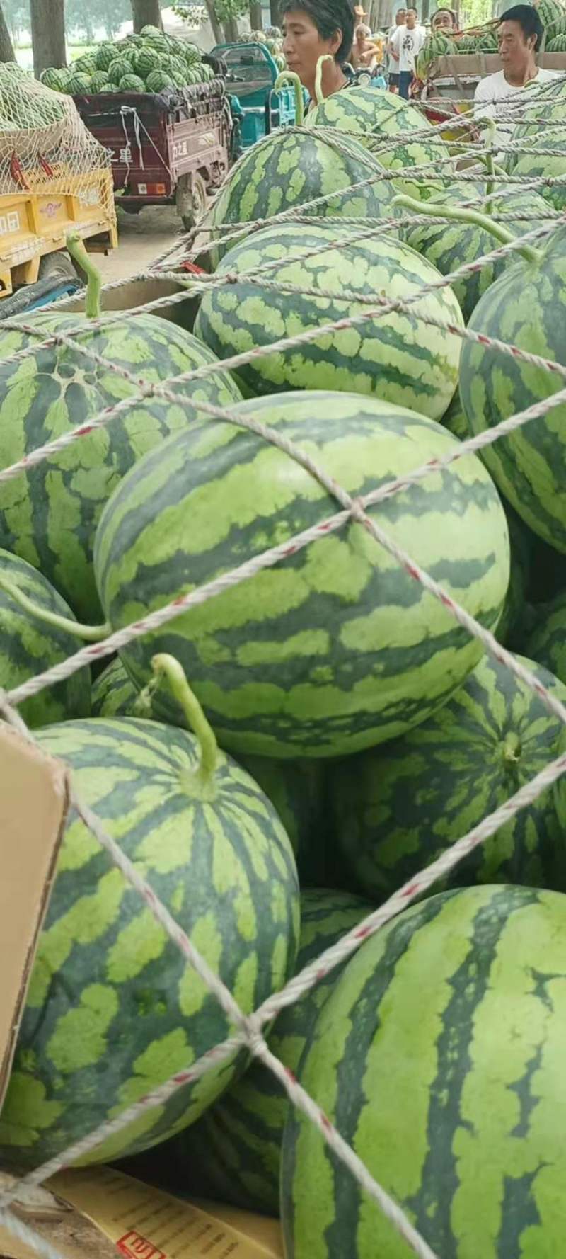 美都西瓜大量上市甜度高质量好欢迎各位老板前来采购