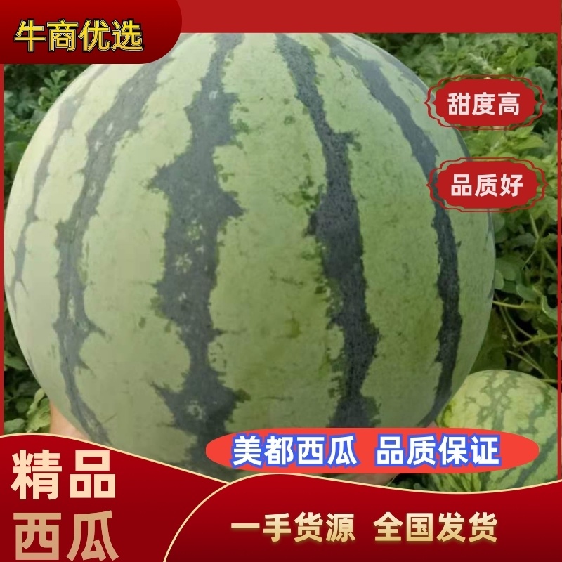 美都西瓜大量上市甜度高质量好欢迎各位老板前来采购