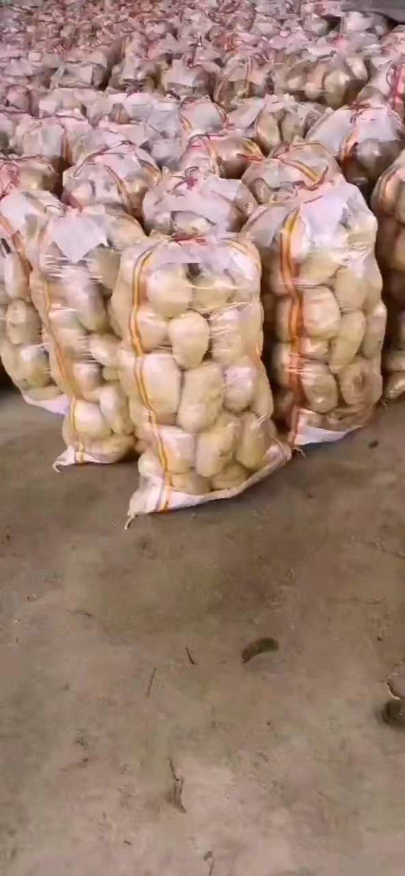 希森土豆内蒙土豆个头大薯型好产地直发一手货源