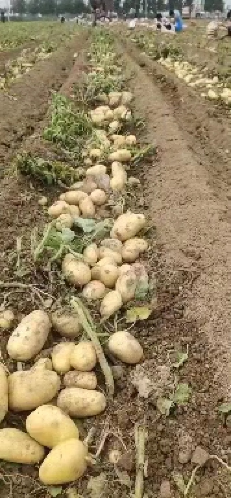 希森土豆内蒙土豆个头大薯型好产地直发一手货源