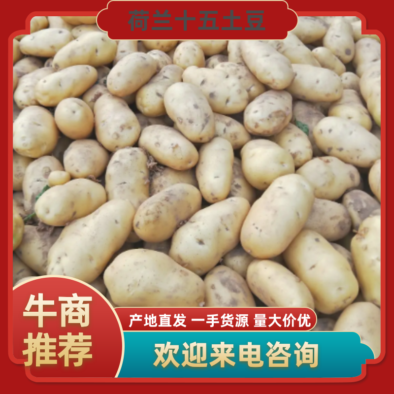 希森土豆内蒙土豆个头大薯型好产地直发一手货源