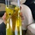 含各种微量元素猪牛羊鸡鸭鹅畜禽用维生素