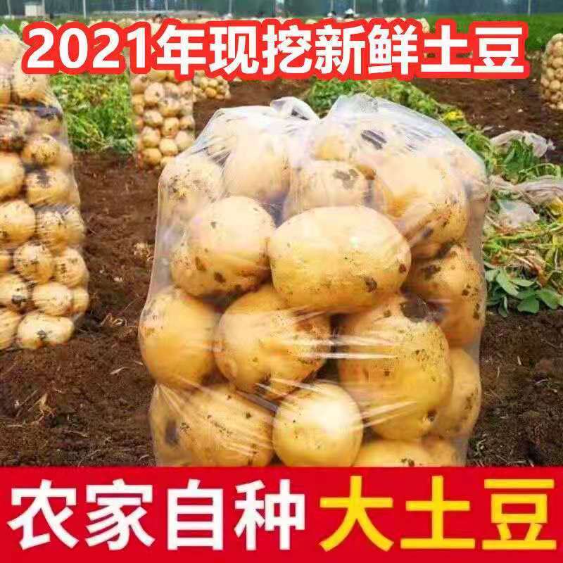 陕西西安土豆现大量有货品质保证