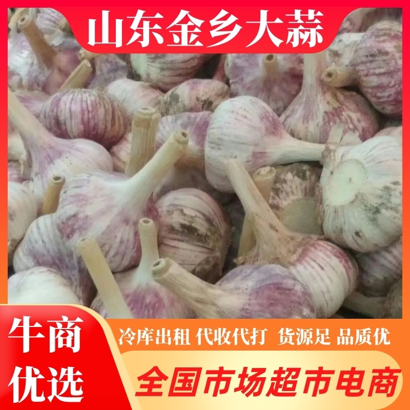 专业储存金乡大蒜-杂交蒜红皮大蒜冷库出租代收代打-可配资